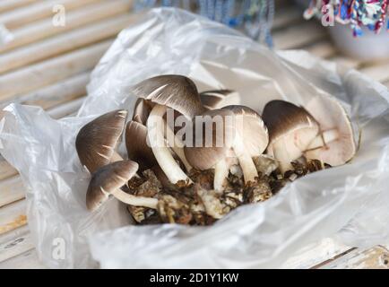 Braune Pilze ernten aus Naturwald / Wilde Pilze Stockfoto