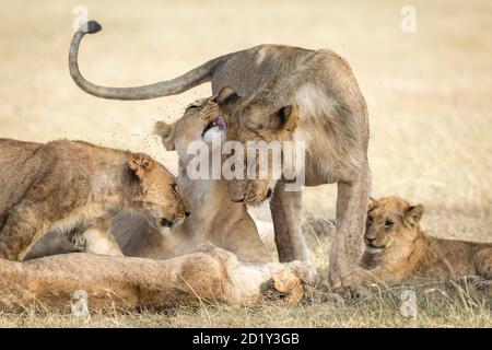 Stolz der Löwen grüßen einander und zeigen Zuneigung, während Liegen im trockenen Gras in Masai Mara in Kenia Stockfoto