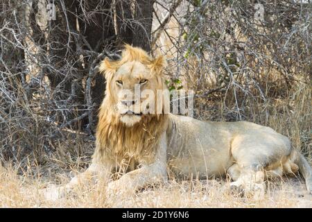 Großer erwachsener männlicher Löwe mit einer schönen goldenen Mähne, die im Gras unter einem Baum im Krüger National Park, Südafrika, liegt Stockfoto