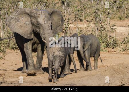 Nahaufnahme der Elefantenfamilie (Loxodanta africana) mit Mutter und drei niedlichen Kälbern im Kruger National Park, Südafrika Stockfoto