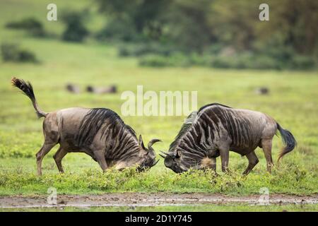 Zwei Erwachsene Gnus kämpfen in grünen Ebenen des Ngorongoro Kraters In Tansania Stockfoto