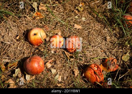 Obstwiese in den Auen des Rheins im Kreis Rheinkassel, gefallene Äpfel, Köln, Deutschland. Streuobstwiesen in den Rheinauen i Stockfoto