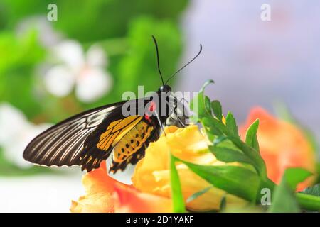Heller Schmetterling auf Rosen. Makro Stockfoto