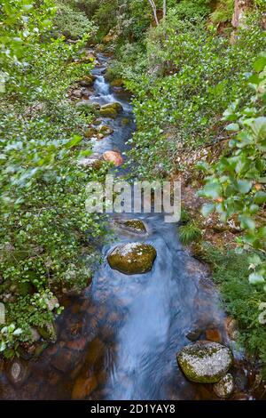 Grüner atlantischer Wald in Ribeira sacra. Mao Fluss, Galizien. Spanien Stockfoto