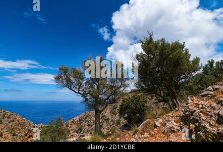 Typische griechische oder kretische Landschaft, Hügel, Berge, Frühling, Sträucher. Olivenbaum, gepflasterter felsiger Weg. Klarer blauer Himmel, Wolken, Meer. Akrotiri, Kreta, Griechenland Stockfoto