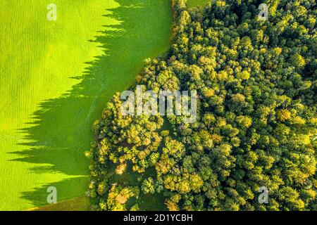 Luftaufnahme des Herbstwaldes. Drone Birdeye Blick auf bunte Bäume Stockfoto