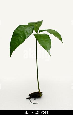 Mango-Keimling und Pflanze mit Blättern Stockfoto