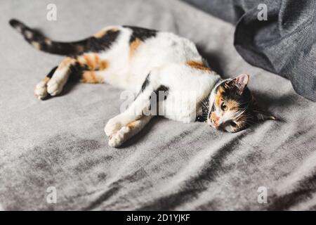 calico Katze liegt auf grauem Sofa Stockfoto