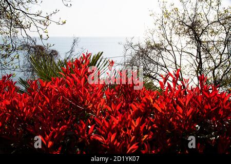 Photinia fraseri Little Red Robin. Ein Strauch mit roten Blättern. Stockfoto