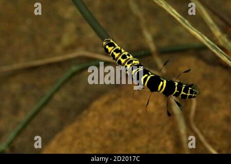 Caterpillar von Alder Motte, Acronicta alni Stockfoto