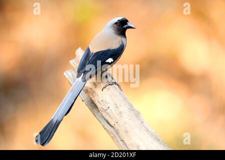 Grauer Treepie oder Himalayan Treepie, Dendrocitta formosae, Sattal, Uttarakhand, Indien Stockfoto