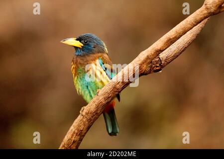 Great Barbet, Megalaima virens, Sattal, Uttarakhand, Indien Stockfoto