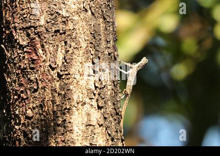 Indische Flying Lizard, Draco Dussumieri, Bondla Wildlife Sanctuary, Goa, Indien Stockfoto