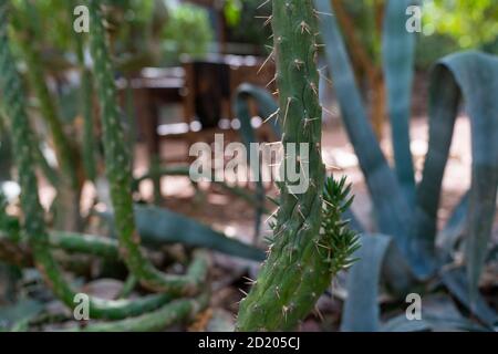 Selektiver Fokus von verschiedenen Kaktusarten in einem Garten Stockfoto