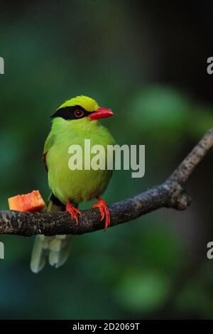 Gemeine grüne Elster, Cissa chinensis, Sattal, Nainital, Uttarakhand, Indien Stockfoto