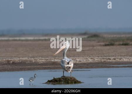 Dalmatinischer Pelikan, Pelecanus crispus, kleiner rann von Kutch, Gujarat, Indien Stockfoto