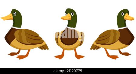 Drake in verschiedenen Posen. Bauernhof Vogel im Cartoon-Stil. Stock Vektor