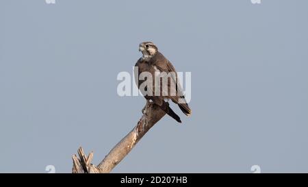 Laggar Falcon, Falco Jugger, Blackbuck-Nationalpark, Velavadar, Gujarat, Indien Stockfoto