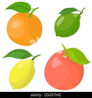 Set von Zitrusfrüchten. Zitrone, Limette, Orange und Grapefruit im Cartoon-Stil. Stock Vektor