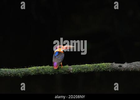 Orientalischer Zwerg Eisvogel, Ceyx erithaca, Karnala Bird Sanctuary, Panvel, Navi Mumbai, Maharashtra, Indien Stockfoto