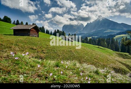 Seiser Alm mit Blick auf Plattkofel und Langkofel, Südtirol, Italien Stockfoto