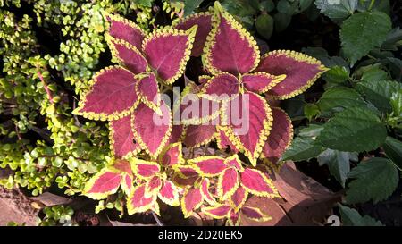 coleus Pflanzen auch Coleus blumei oder Plectranthus scutellarioides genannt Stockfoto