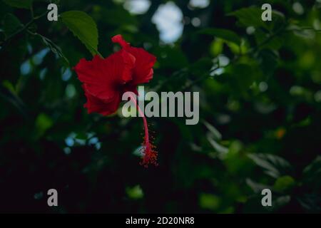 Eine rote Hibiskusblüte hängt in einem Baum. Der Baum liegt in einem Wald und der verschwommene Hintergrund ist voller grüner Lippen. Stockfoto