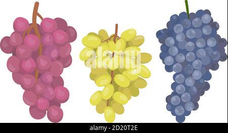Trauben verschiedener Sorten. Beeren im Cartoon-Stil isoliert auf weißem Hintergrund. Stock Vektor