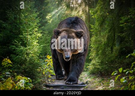 Der Kamtschatka Braunbär oder Ursus arctos piscator. Bär kommt zur Kamera. Nahaufnahme des kamtschatka Braunbären. Stockfoto