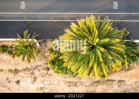 Fuerteventura: Blick auf die Straße Palm Top Drohne. Wüste Stockfoto