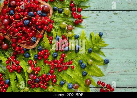 Rote Johannisbeeren, Stachelbeeren und Heidelbeeren auf den Blättern des Paportnik. Für den Text platzieren. Stockfoto