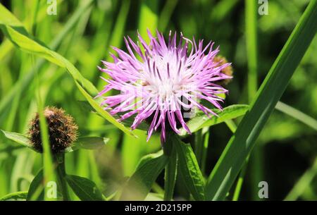 Klette dornige lila Blume, grüne Knospen und Blätter im Kräutergarten. Blühende Heilpflanze Klette Arctium lappa, größere Klette, essbare Klette Stockfoto