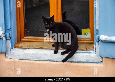 Schwarze Katze mit weißem Lätzchen sitzt auf einer Fensterleiste und schaut auf die Kamera Stockfoto