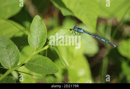 Eine kleine blaue Libelle sitzt auf einem Grashalm Ein sonniger Sommertag Stockfoto