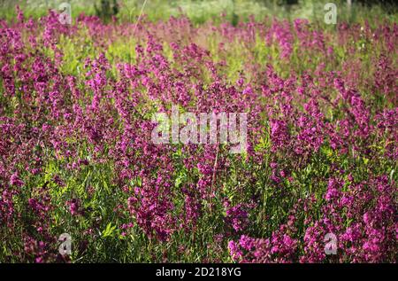 Rosa Blumen Ivan Tee bei Sonnenuntergang. Ivan Tee Blumen auf einem verschwommenen Hintergrund. Rosa Ivan-Tee auf Sunset Field. Stockfoto