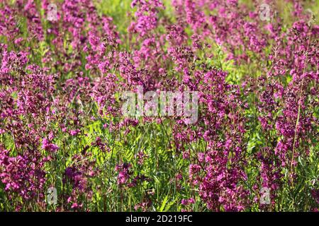 Rosa Blumen Ivan Tee bei Sonnenuntergang. Ivan Tee Blumen auf einem verschwommenen Hintergrund. Rosa Ivan-Tee auf Sunset Field. Stockfoto