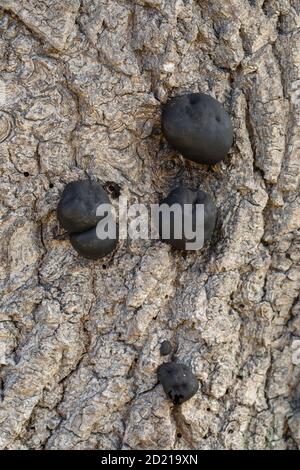 Kohlepilz, Kohlebälle, Königskuchen oder Feuerstartpilz (Daldinia concentricia). Auf der Rinde einer toten Esche (Fraxinus excelsior), Stockfoto