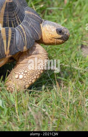 Radiated Tortoise (Astrochelys radiata). Beweidung. Herbivore. Teilweise verlängerter Kopf. Schuppensauge bedeckt Vorderfuß, am Vorderfuß, elephantinisch geformt. Stockfoto