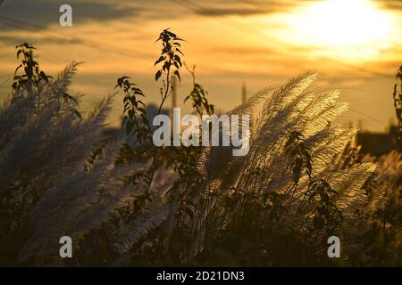 Dhaka. Oktober 2020. Das Foto vom 5. Oktober 2020 zeigt die Kans Grass Blumen in Dhaka, Bangladesch. Quelle: Xinhua/Alamy Live News Stockfoto