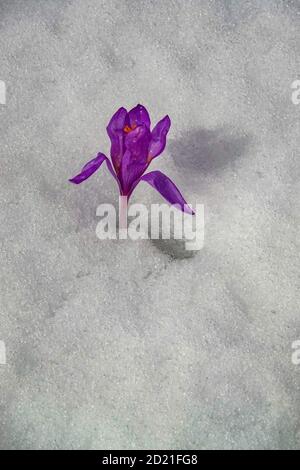 Solitary lila Herbst Krokus im frühen Winterschnee auf dem Plateau de Beille, Nordic Skigebiet, Les Cabannes, Ariege, Frankreich Stockfoto