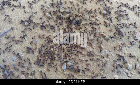 Schwarze Insekten Leben. Eine Menge Ameisen, eine Gruppe von Zimmermannsameisen oder schwarzen Ameisen (Insekt) in Jaipur, Indien. Stockfoto