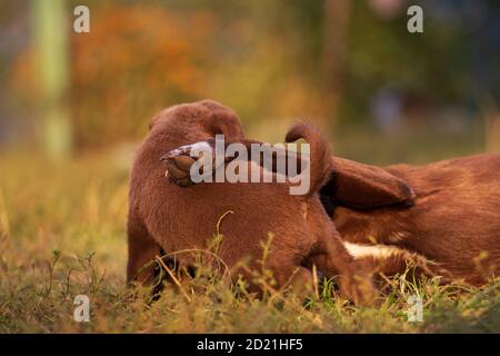 Vater Hund umarmt Sohn Welpe Stockfoto