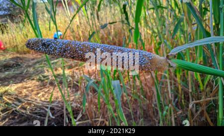 Weiße Hirseknospe. Wachsende Bajra Pflanze, blüht vegetativ, tropische Ernte. Stockfoto