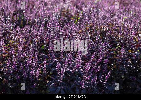 Feld von blühenden lila Basilikum an sonnigen Sommertagen. Stockfoto