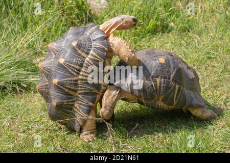 Abgestrahlte Schildkröten (Astrochelys radiata). Männchen, Erwachsene, Rivale, kämpferische Männchen. Schnitt- und Druckbewegungen zum Stößel und schließlich Hebel und Schüssel über t Stockfoto