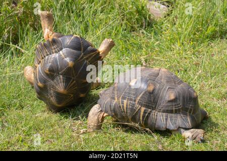 Abgestrahlte Schildkröten (Astrochelys radiata). Zwei Männchen in kämpferischen Bewegungen, kämpfen um die Dominanz über den anderen zu gewinnen und zu etablieren. Erfolg kommt mit Stockfoto