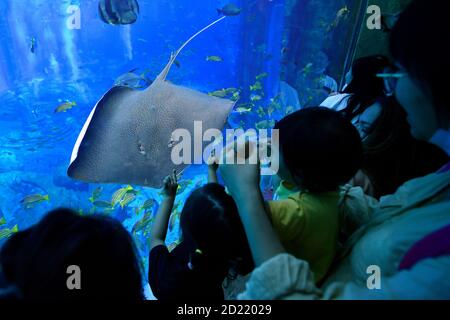 Sanya, Chinas Provinz Hainan. Oktober 2020. Touristen haben Spaß in einem Aquarium in Sanya City, südchinesische Provinz Hainan, 5. Oktober 2020. Touristenattraktionen in Sanya lockten Touristen im ganzen Land während des Nationaltages und des Mid-Autumn Festivals an. Kredit: Guo Cheng/Xinhua/Alamy Live Nachrichten Stockfoto