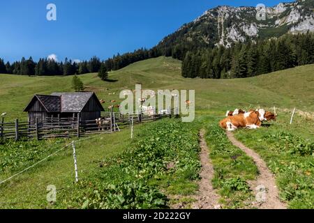 Kühe in alpiner Landschaft in der Steiermark, Österreich Stockfoto