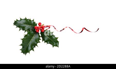 Ein Zweig, drei Blätter, aus grünem Stechpalme und roten Beeren und rotem Band für Weihnachtsdekoration isoliert auf weißem Hintergrund. Stockfoto