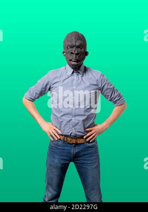 Mann trägt Gorilla Maske mit Händen auf Hüften in Richtung Kamera. Isolierter Ausschnitt auf grünem Hintergrund. Mittlere Aufnahme. Stockfoto